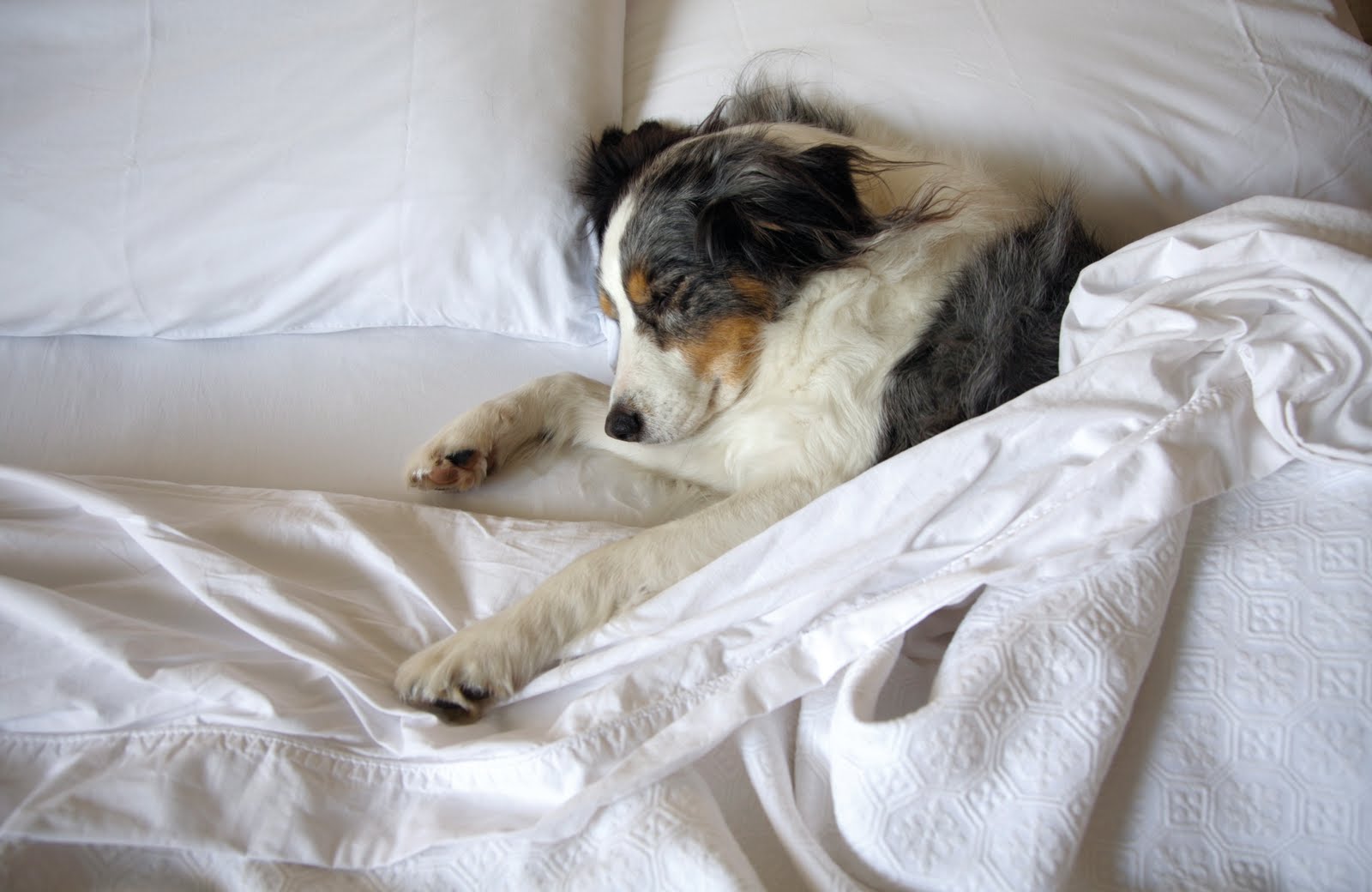 how should puppies sleep the 7 surprising reasons your puppy should sleep on your how should puppies sleep the 7 surprising reasons your puppy should sleep on your