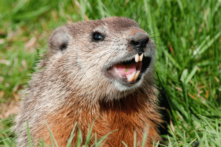 Groundhog Tunnels In Yard