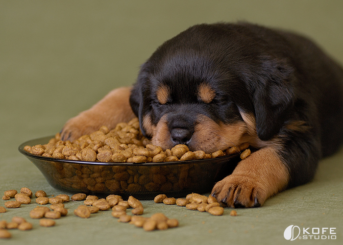 puppy eating too much